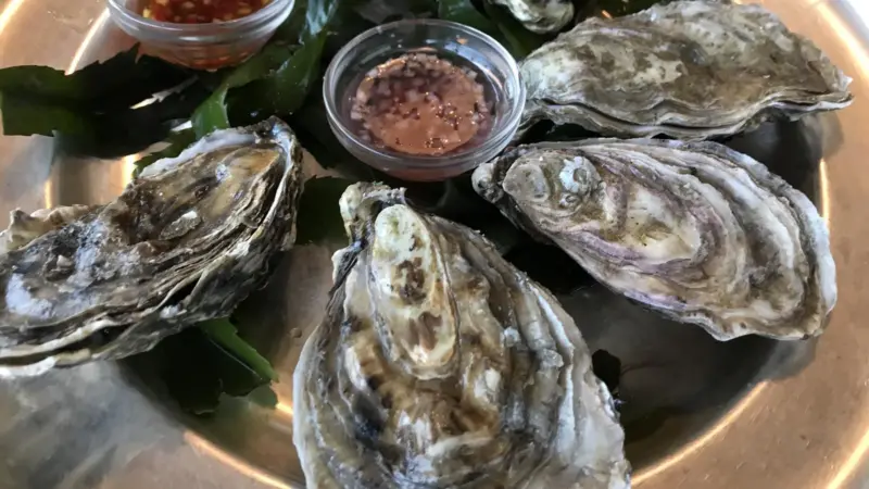 Oysters