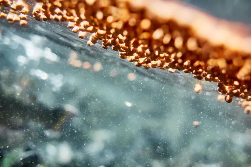 Feed being distributed at an ASC certified trout farm in North America