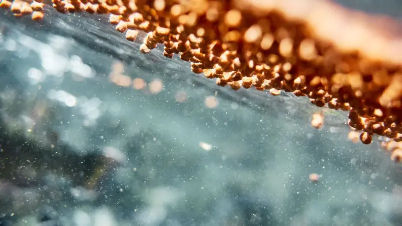 Feed being distributed at an ASC certified trout farm in North America