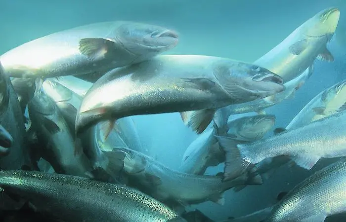 Salmon farming
