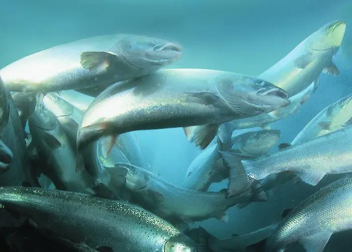 Salmon farming