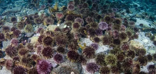 Sea urchin barren