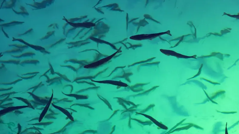 salmon smolt swimming around