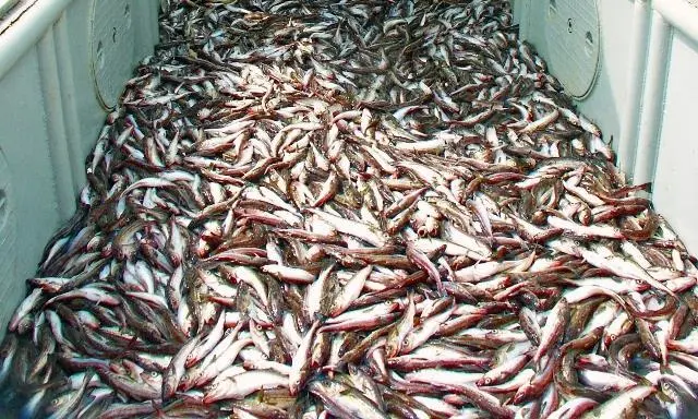 Alaska pollock