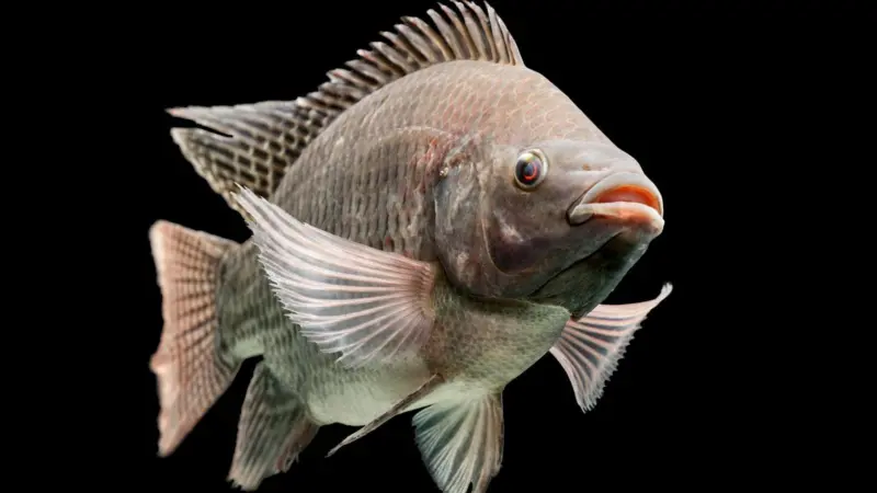 Tilapia