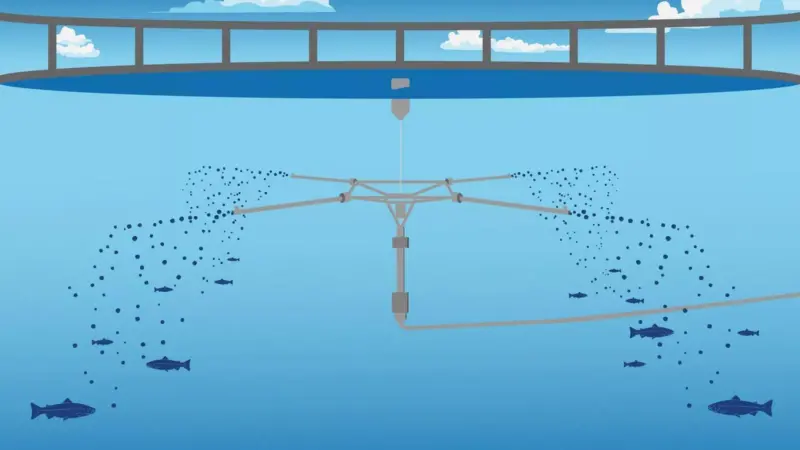 Waterborne feeding in a fish pen illustration