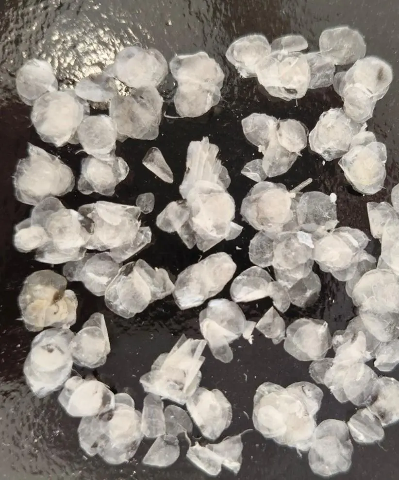 Dried fish scales