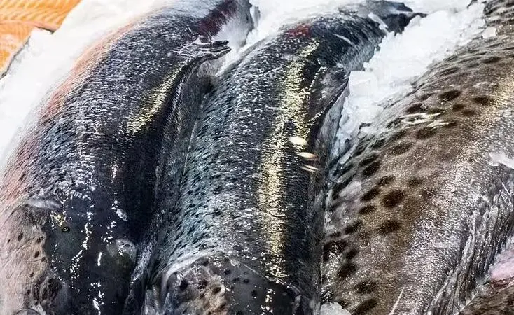 Norwegian salmon