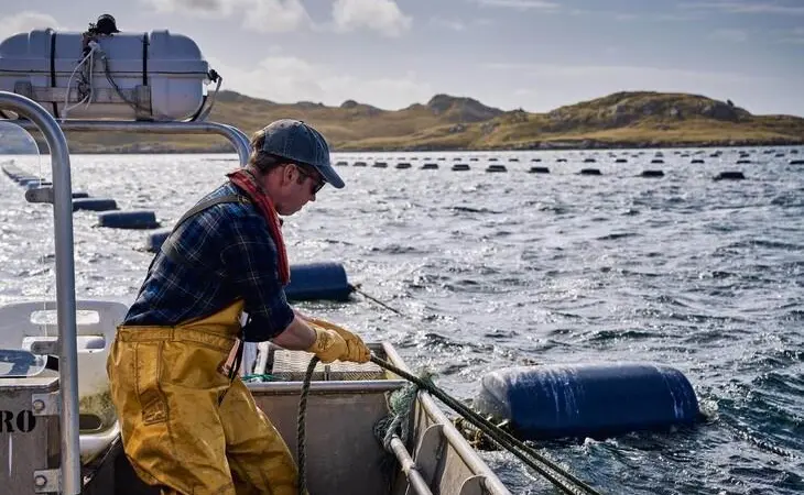 Shetland mussels