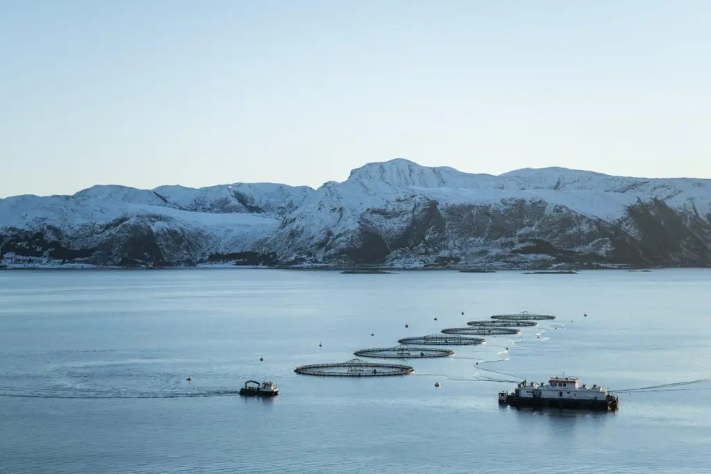salmon pens at sea with low snow-capped mountains behind