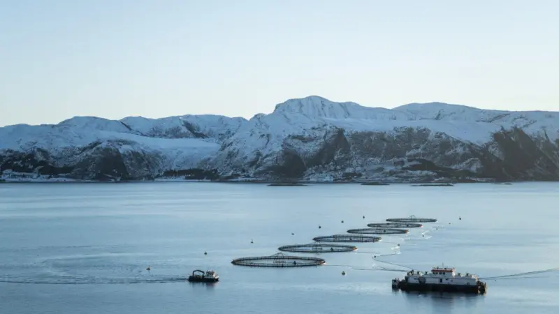 salmon pens at sea with low snow-capped mountains behind