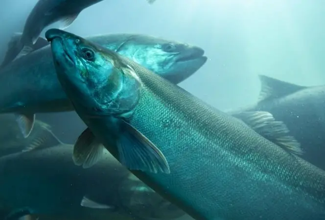 Long Loch Salmon