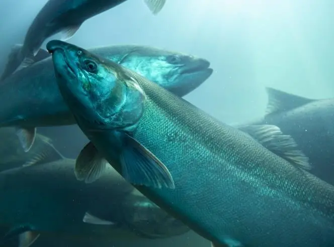 Long Loch Salmon