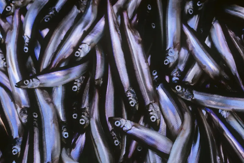 Capelin
