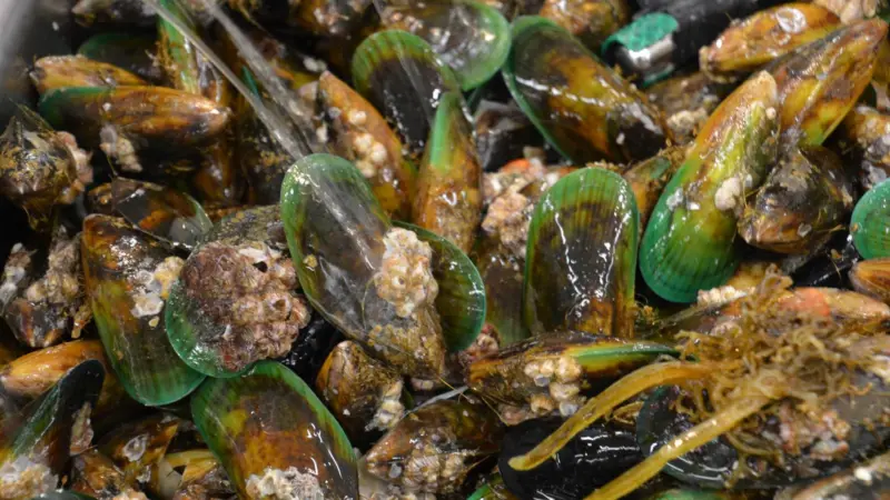 Green lipped mussels