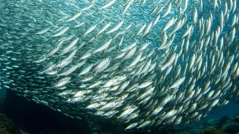 Shoal of fish