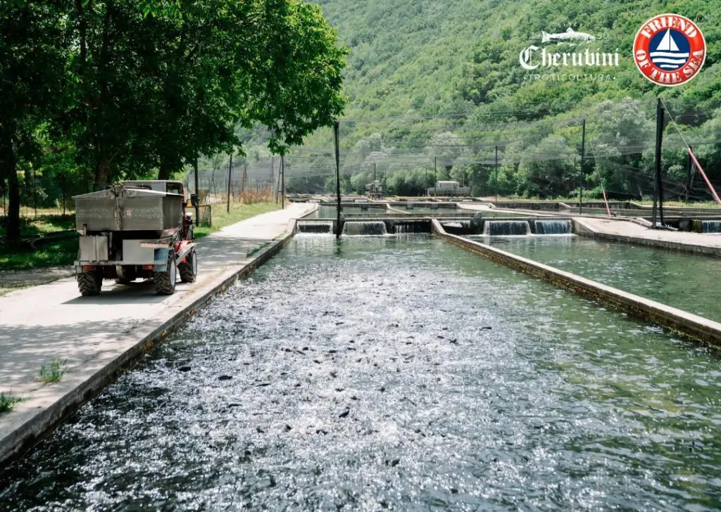 Troticoltura Cherubini achieves Friend of the Sea certification