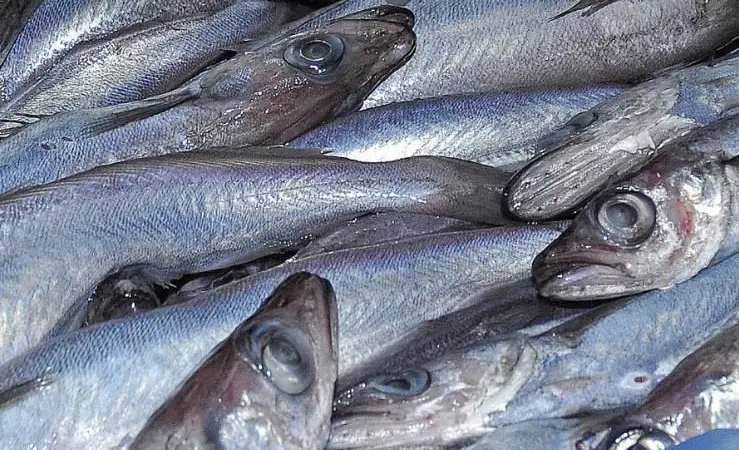 Blue whiting