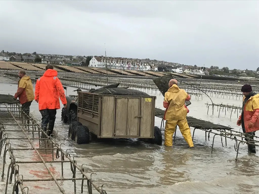 Whitstable oyster farming