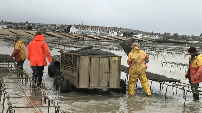 Whitstable oyster farming