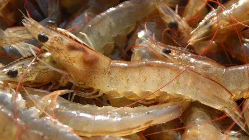 Vietnamese farmed shrimp