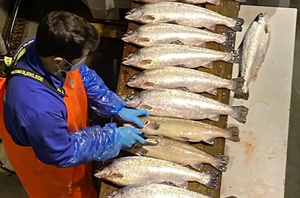 A worker at a salmon farm assessing salmon maturation