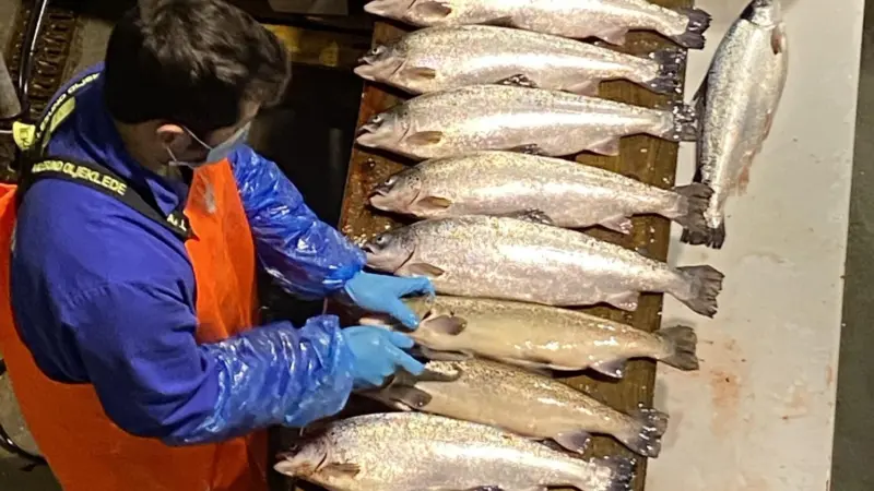 A worker at a salmon farm assessing salmon maturation