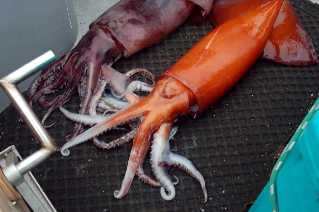 two giant flying squid