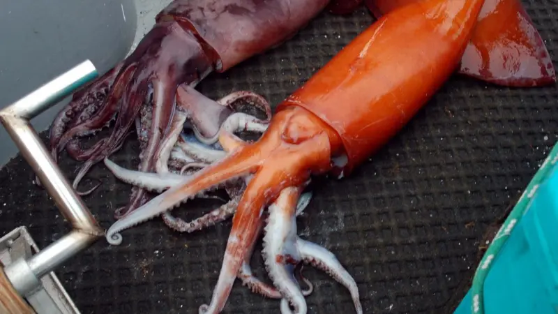 two giant flying squid