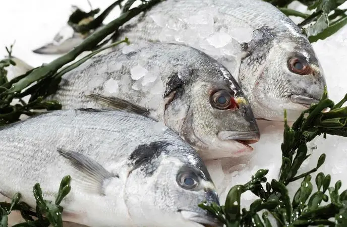 three gilthead bream on ice