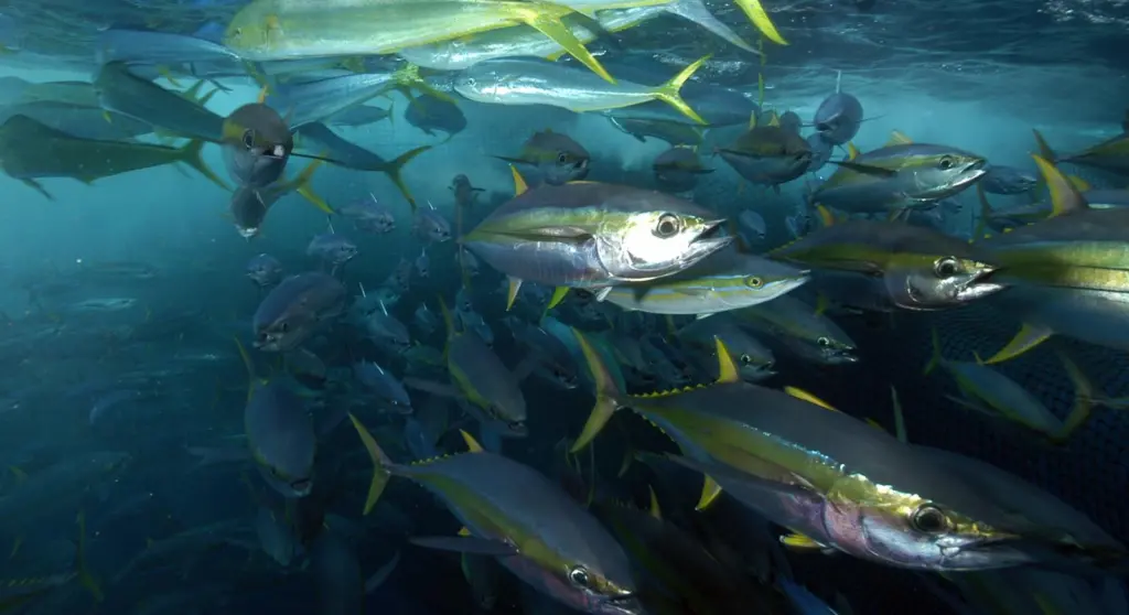 Yellowfin tuna