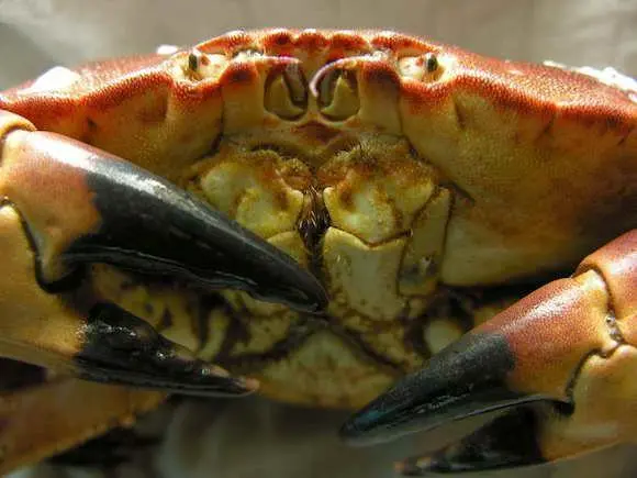 UK crab