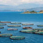 EU aquaculture