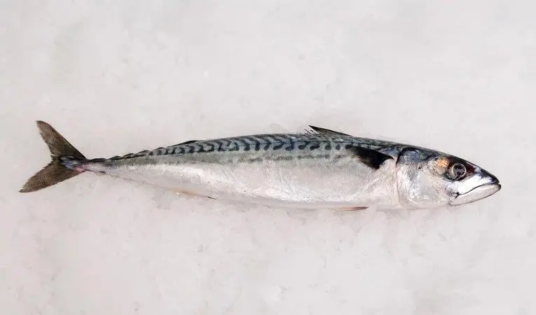 Mackerel