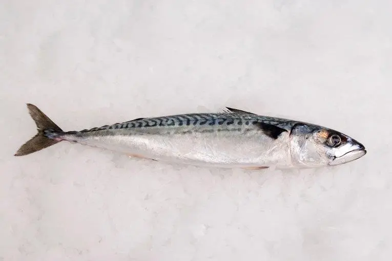 Mackerel