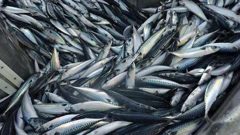 Northeast Atlantic mackerel