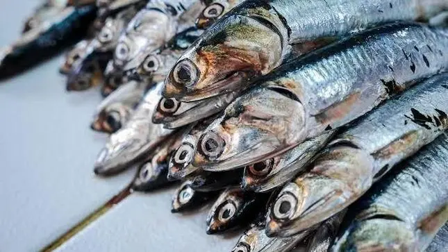 Peru anchovy