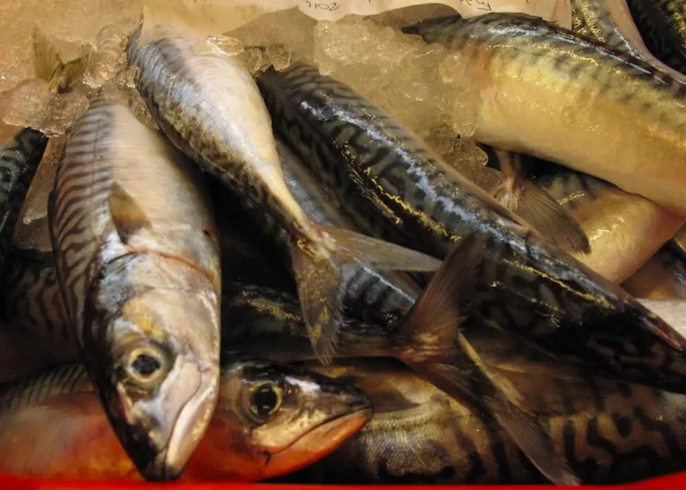 Northeast Atlantic mackerel