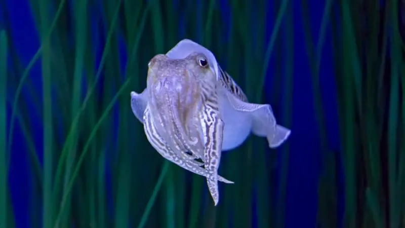 Cuttlefish