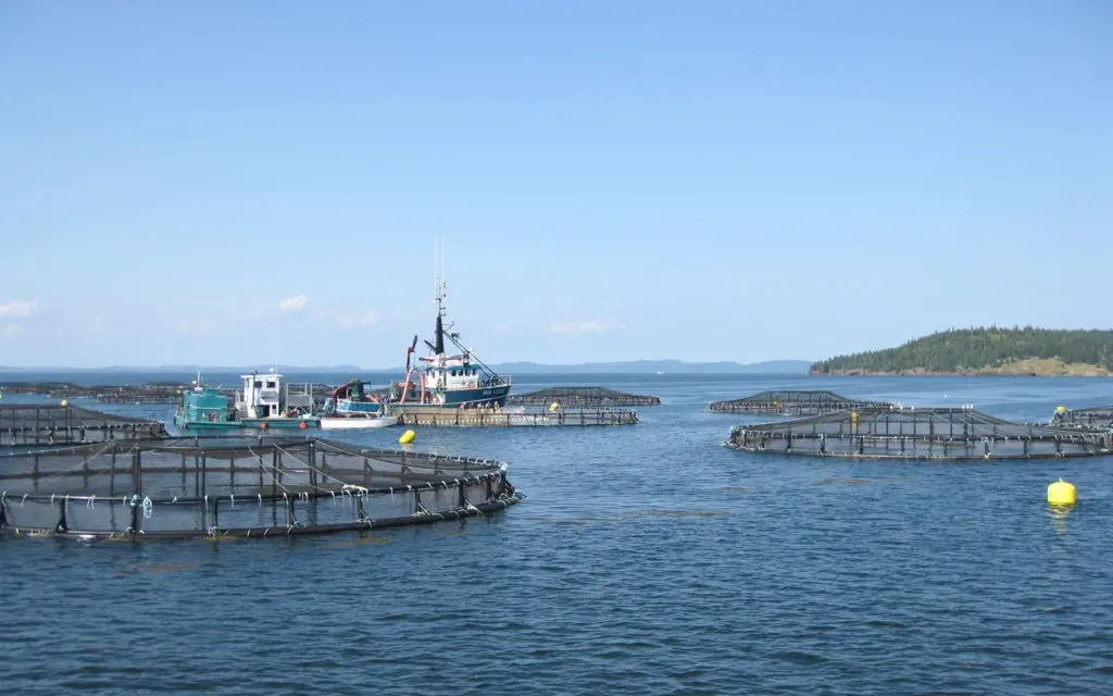 Davidsons Head salmon pens at sea