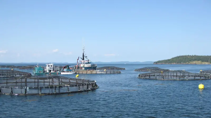 Davidsons Head salmon pens at sea