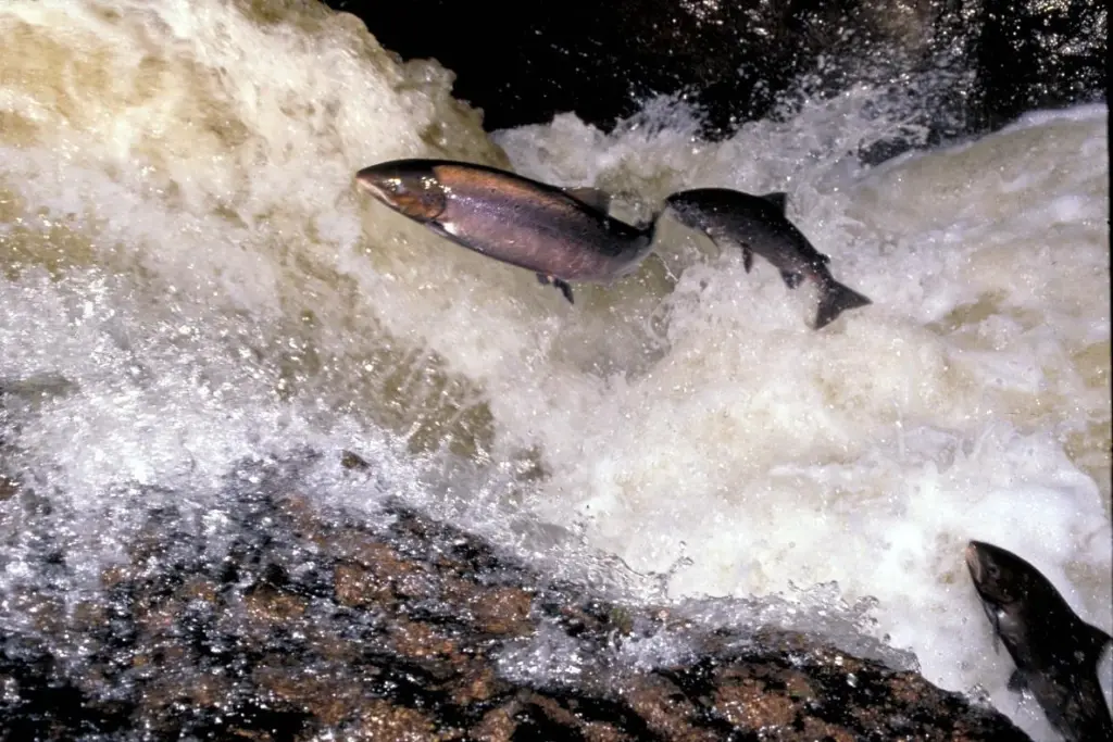 Wild Scottish Atlantic Salmon