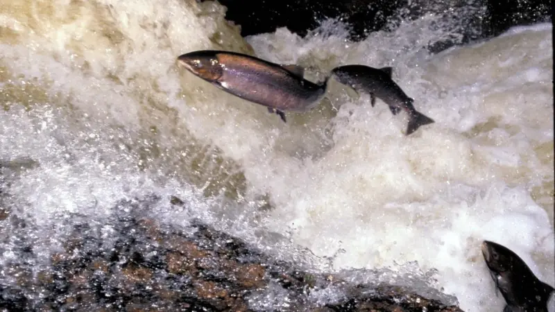 Wild Scottish Atlantic Salmon