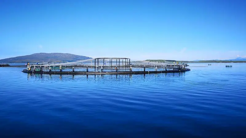 Scottish salmon farm