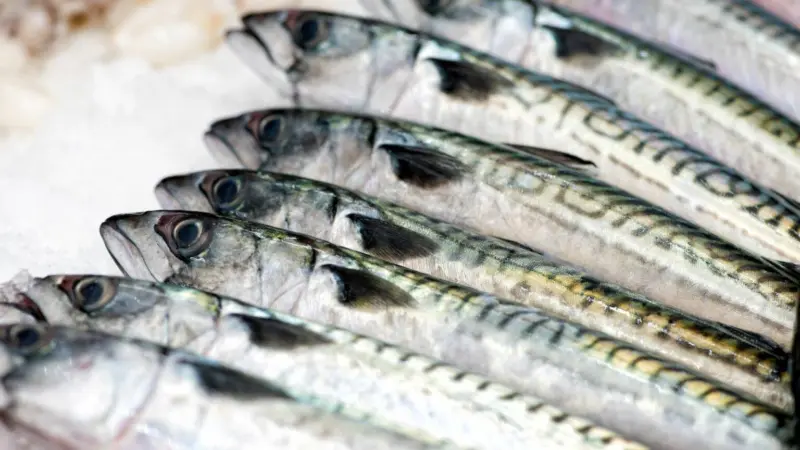 Northeast Atlantic mackerel