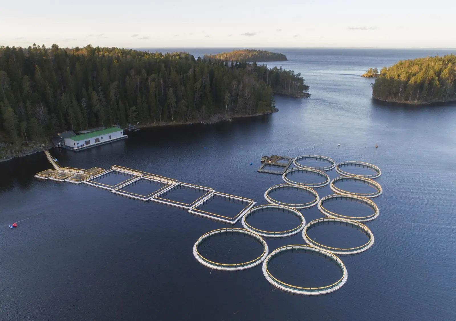 Russian aquaculture in trouble