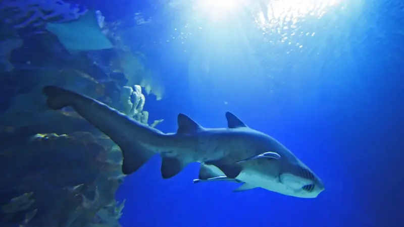 Shark conservation