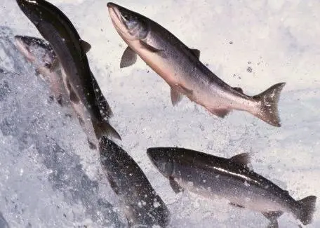 salmon
