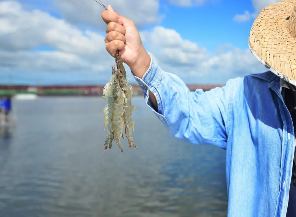 Fisher holding shrimp