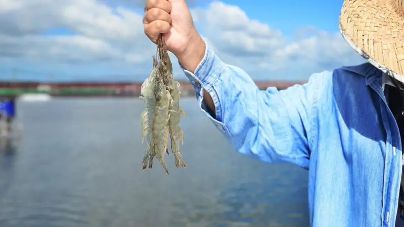 Fisher holding shrimp